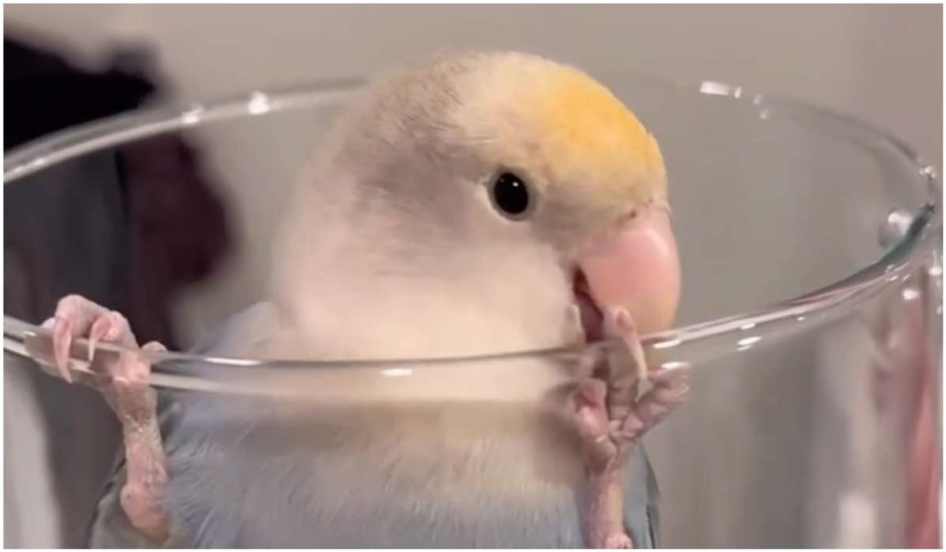 sprytna papuga