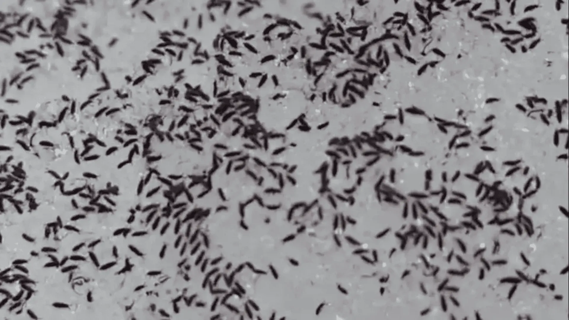 Masowy pojaw skoczogonków na Roztoczu: analityczny przegląd zjawiska