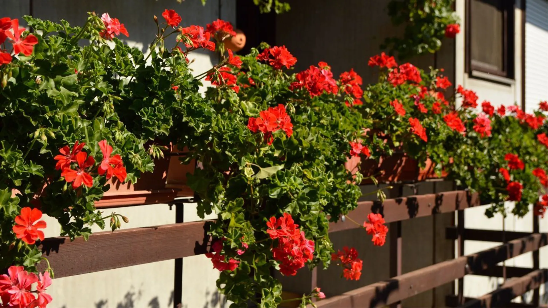 Pelargonie