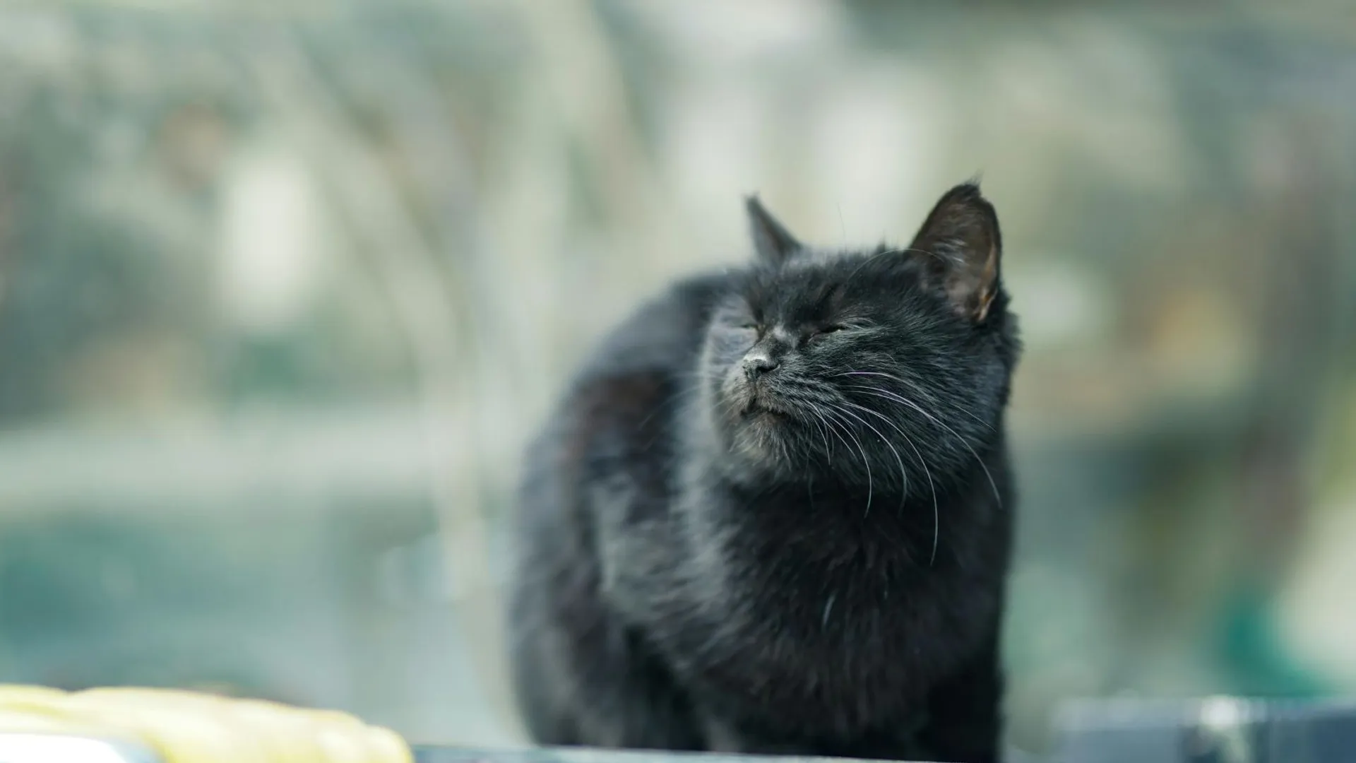 Czarny kotek pozostawiony na mrozie