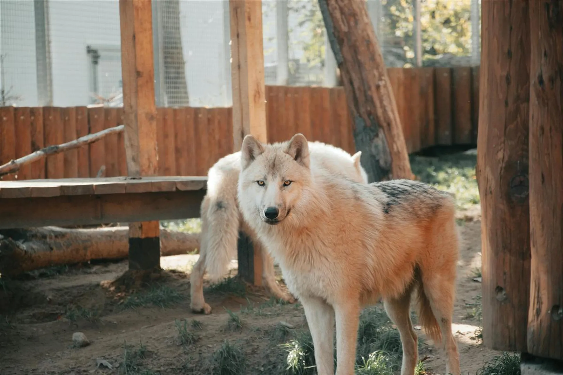 Procedury bezpieczeństwa i postulaty legislacyjne po atakach wilków w gminie Tuchów