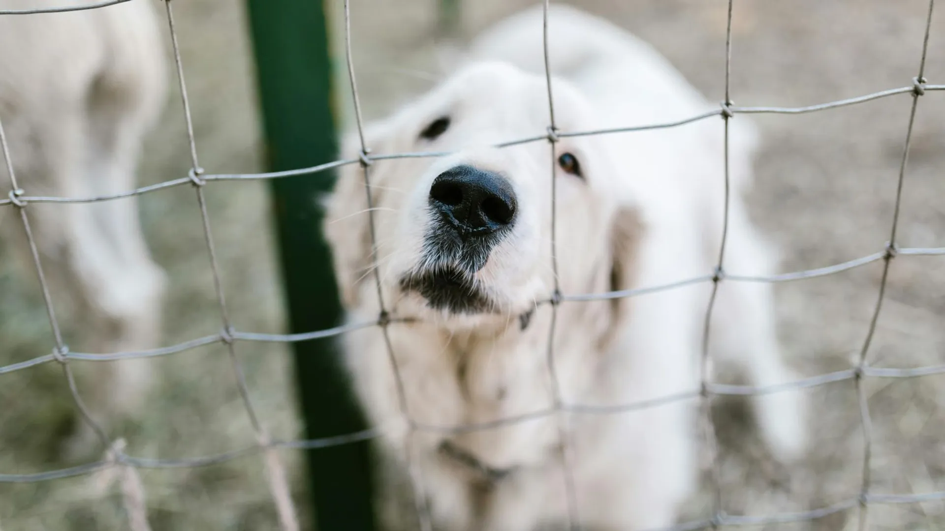 Program dla właścicieli psów