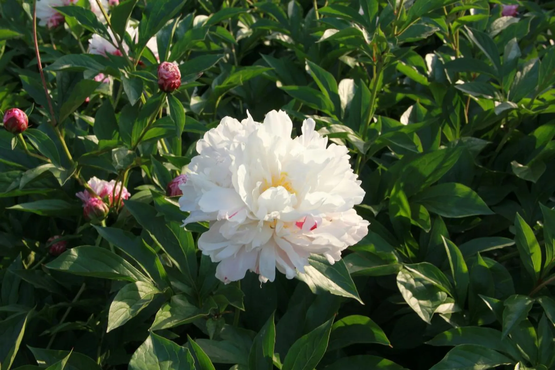 Kwasek cytrynowy: domowy nawóz dla piwonii w marcu