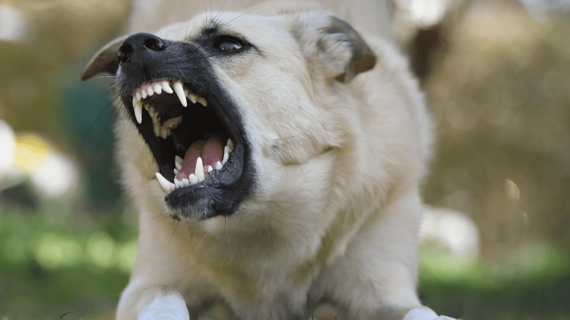 Agresywny pies (zdjęcie ilustracyjne), fot. Canva