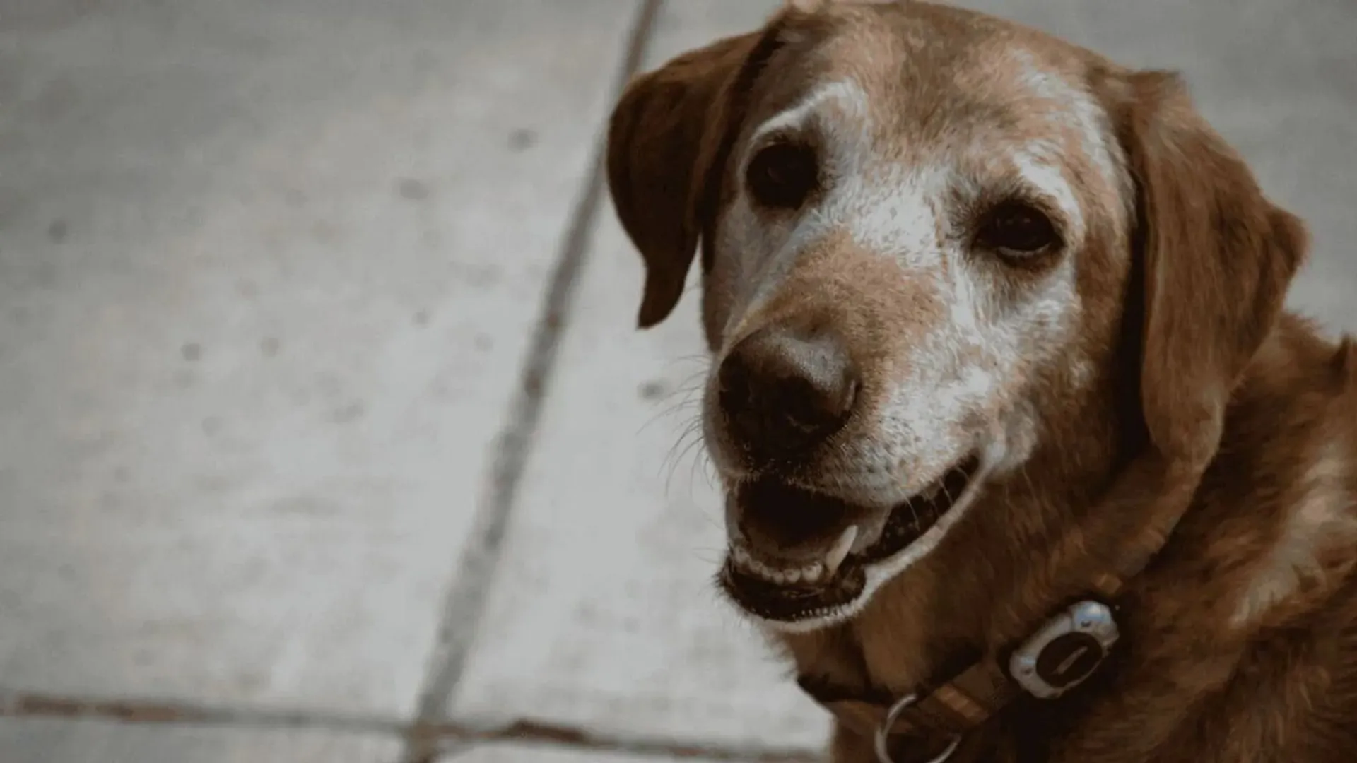 zwierzęta, dopłaty