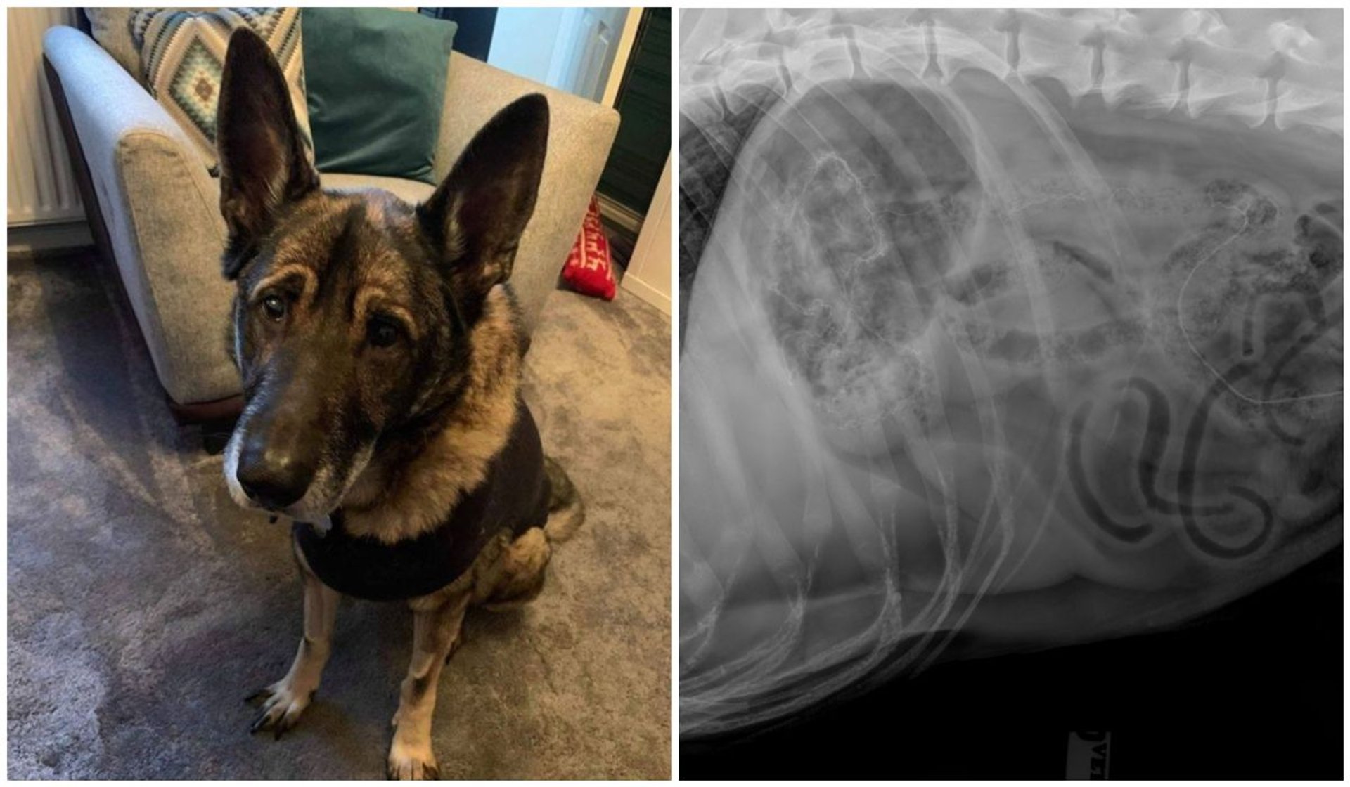 Weterynarz zrobił psu prześwietlenie i nie wierzył, co znajduje się w jego brzuchu