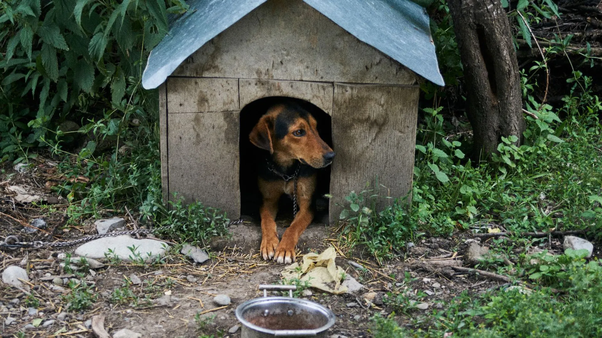 Dopłaty "pies w zagrodzie"