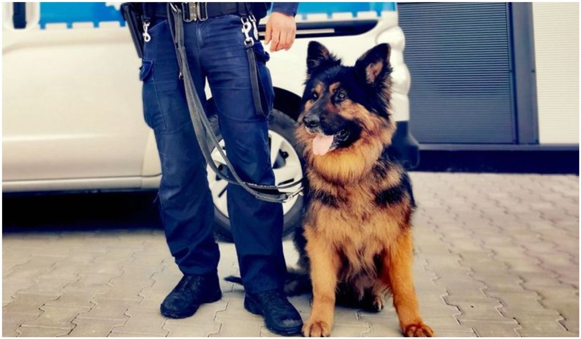 pies policyjny Kałam