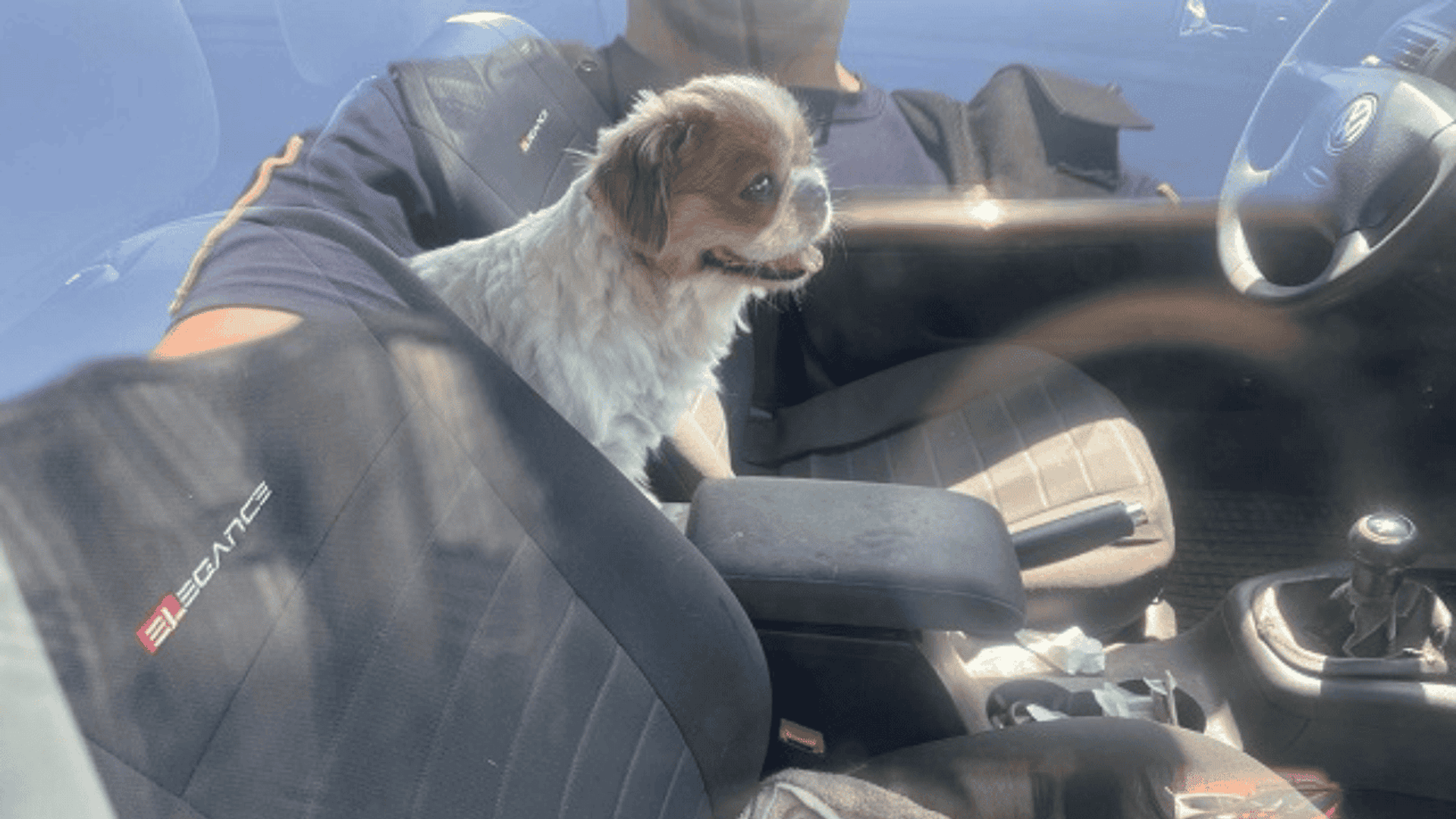 Pies zamknięty w samochodzie