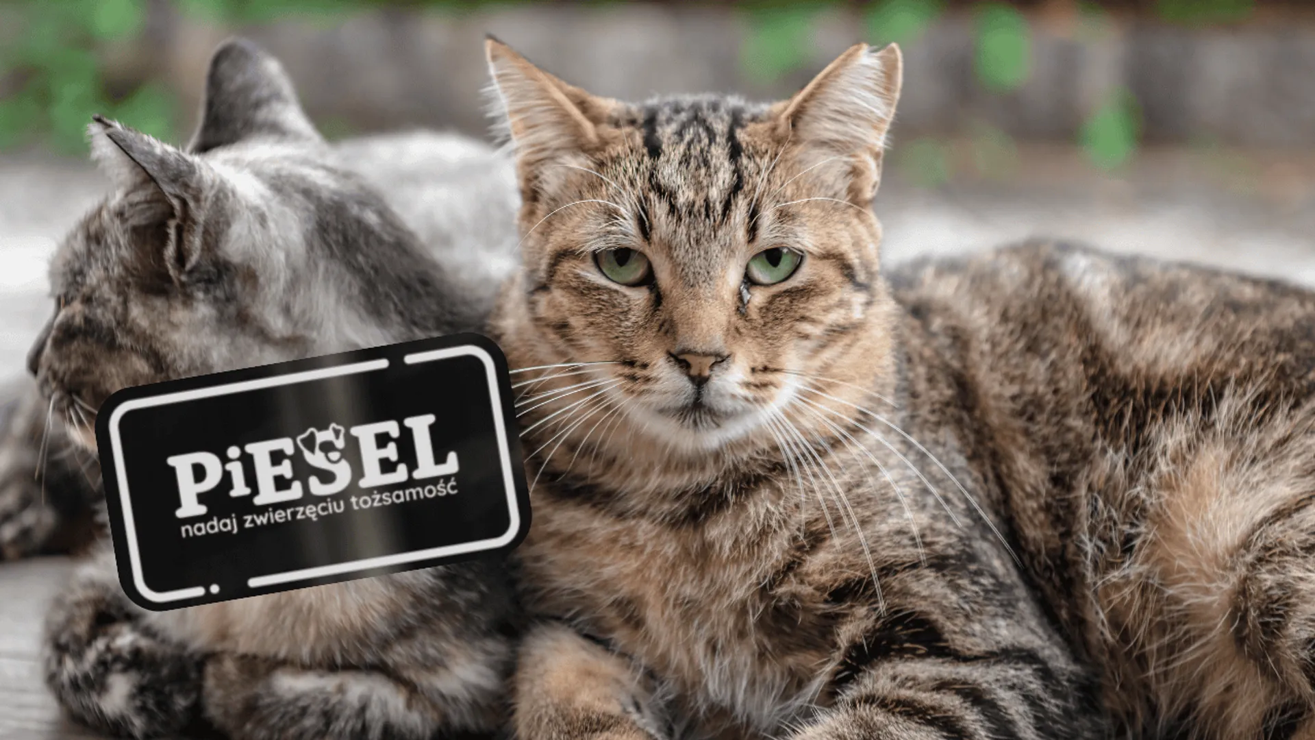 Przybij łapę: PiESEL zadba nie tylko o psy. Jak może pomóc w ratowaniu kotów?