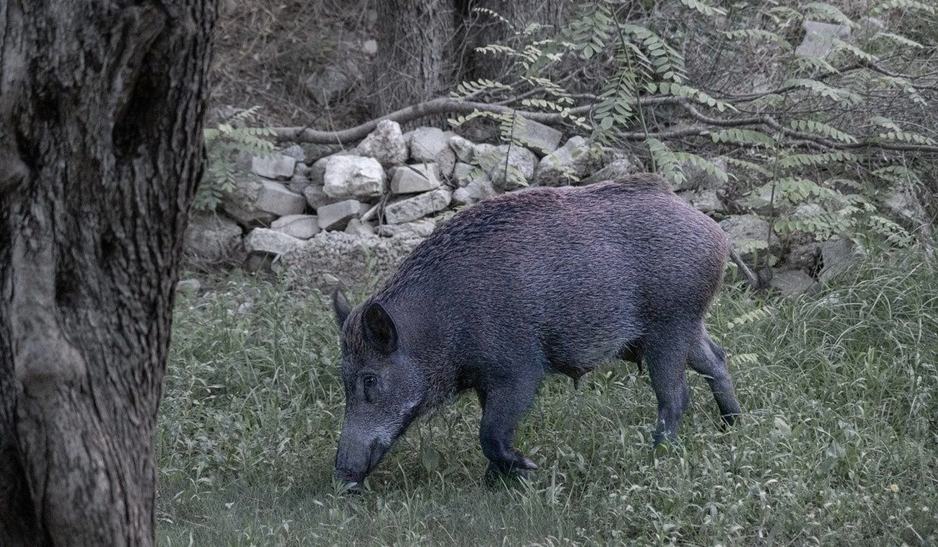 dzika świnia