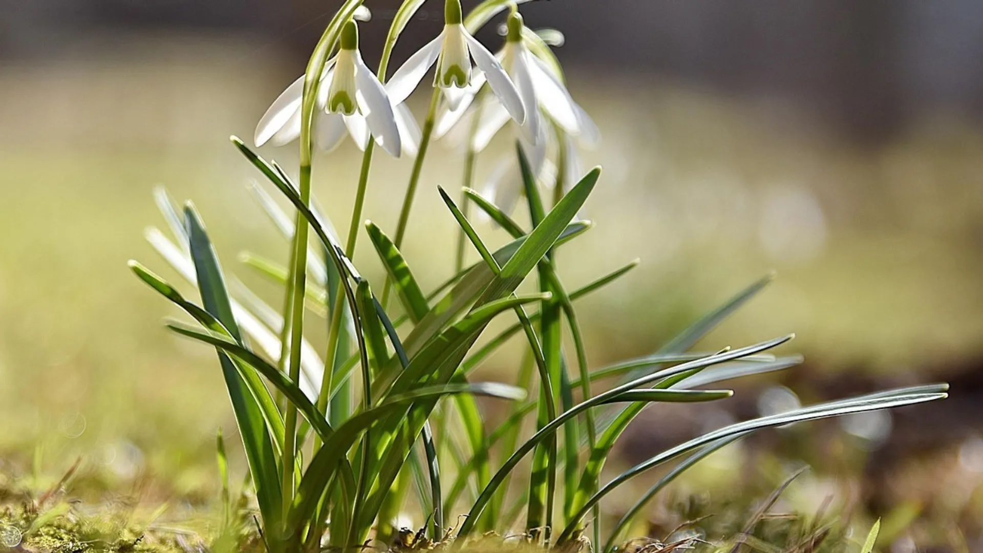 IMGW zapowiada wiosnę. Zima odpuści. Kiedy ocieplenie?