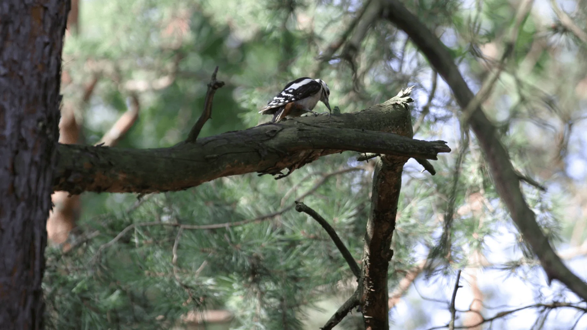 Prognoza pogody na poniedziałek. IMGW ostrzega przed silnym wiatrem i gęstymi mgłami