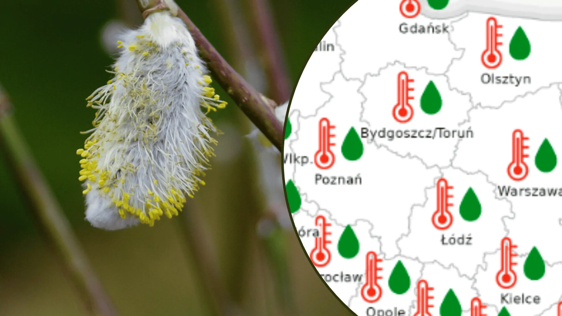 Wiosna, bazie, temperatura