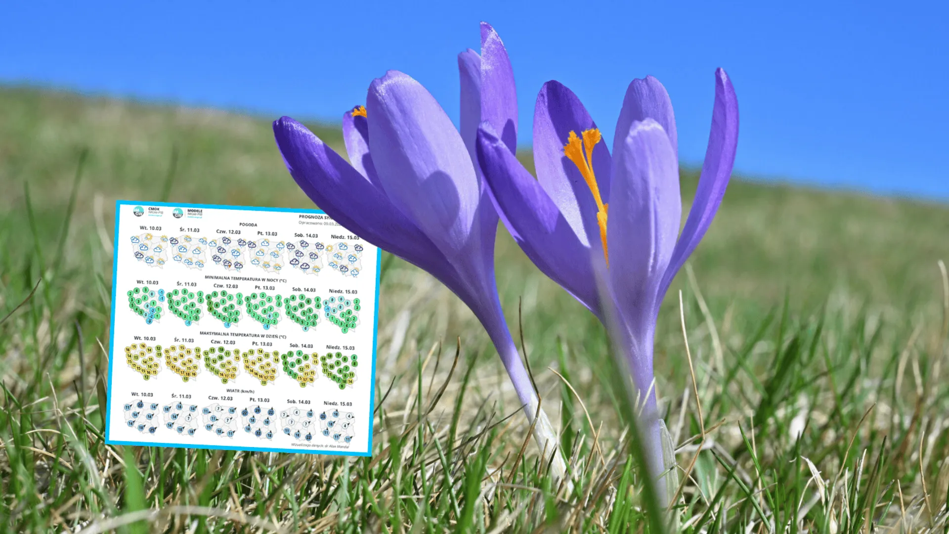 Krokusy, fot. Pawel Murzyn/East News