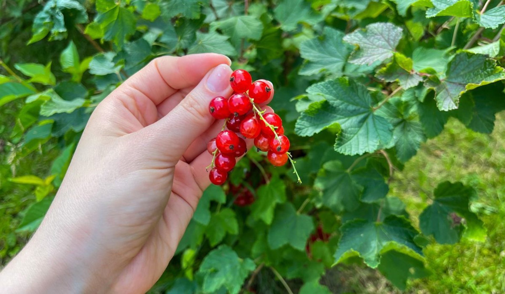  jak uprawiać porzeczkę w ogrodzie