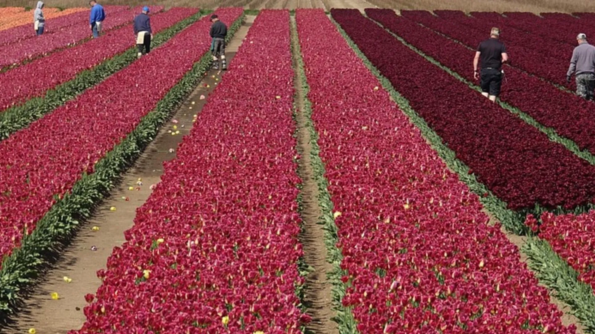 Niespełnione obietnice i trudny start Pani Karoliny w Holandii
