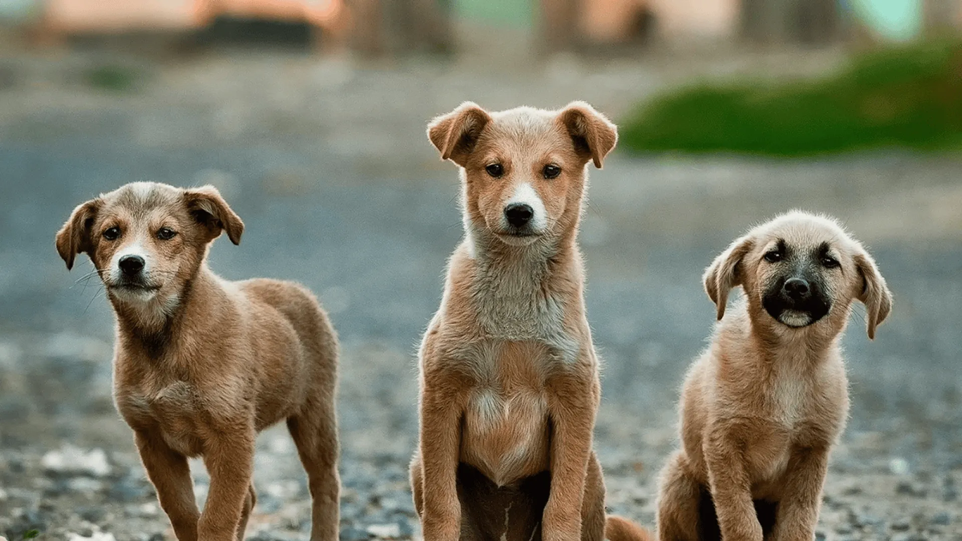 Gospodarstwo rolne i trzy psy – rejestr psów i kotów 2026