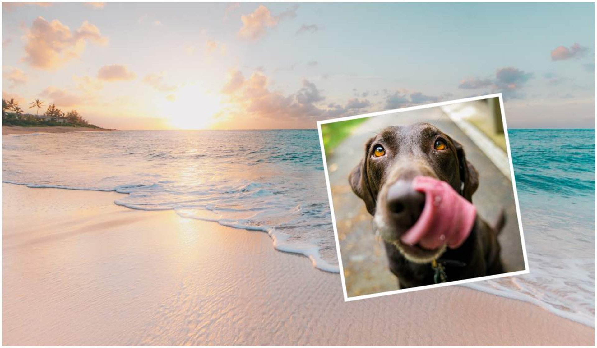 Psa na plaży może spotkać zagrożenie