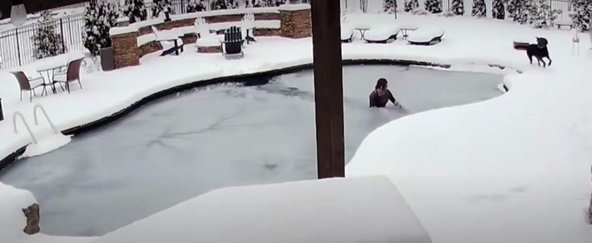 pies w wodzie lodzie