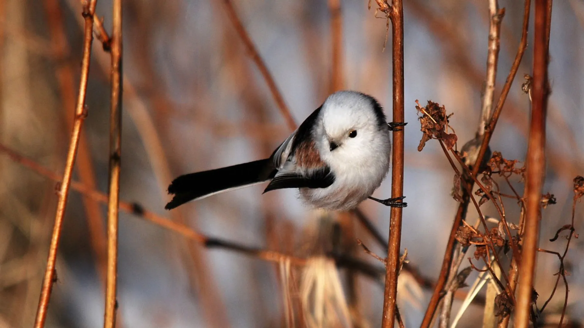 Raniuszek w ogrodzie