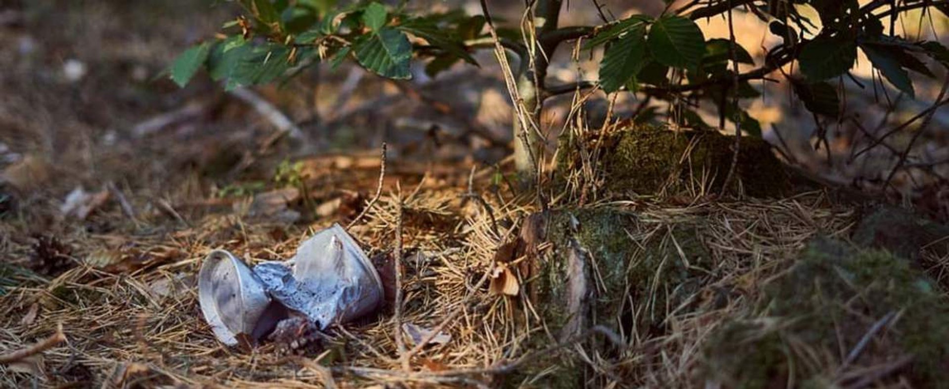 Kary za śmiecenie w lesie wzrosną do 5 tysięcy zł.