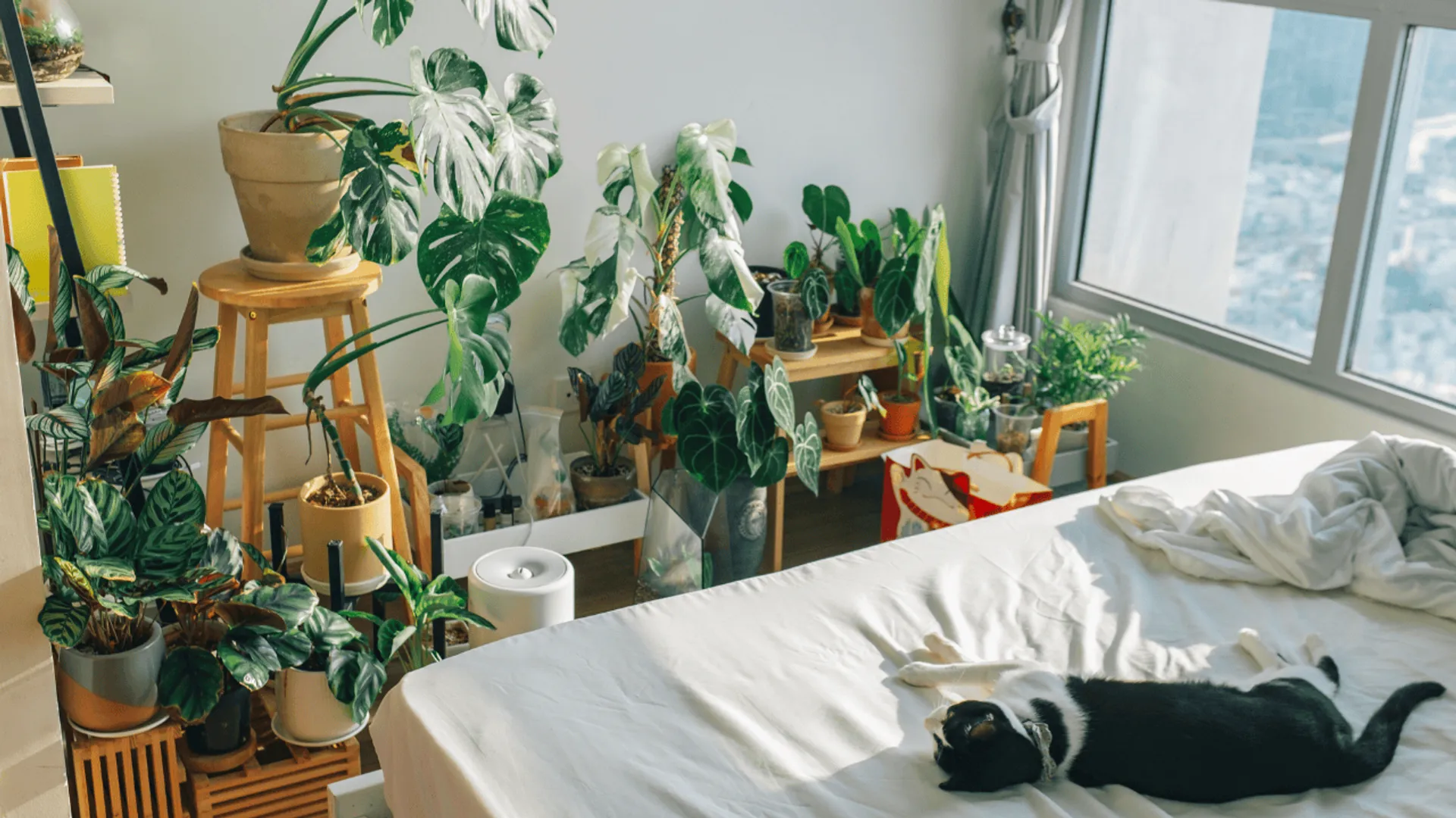 7 roślin domowych, które psują sen