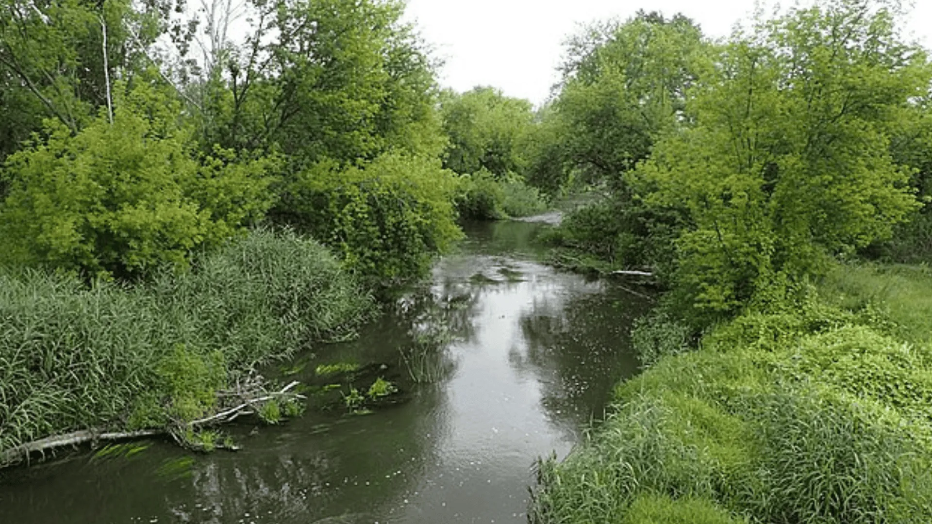 Wysoki poziom wody w rzece Bzura.