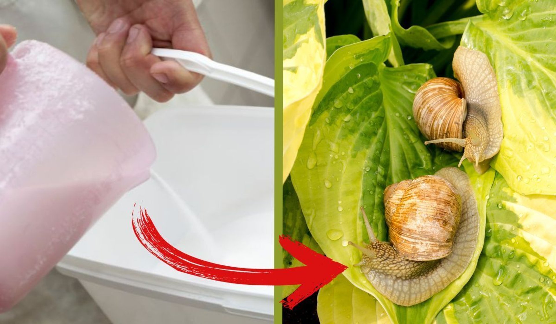 jak pozbyć się ślimaków z ogrodu?