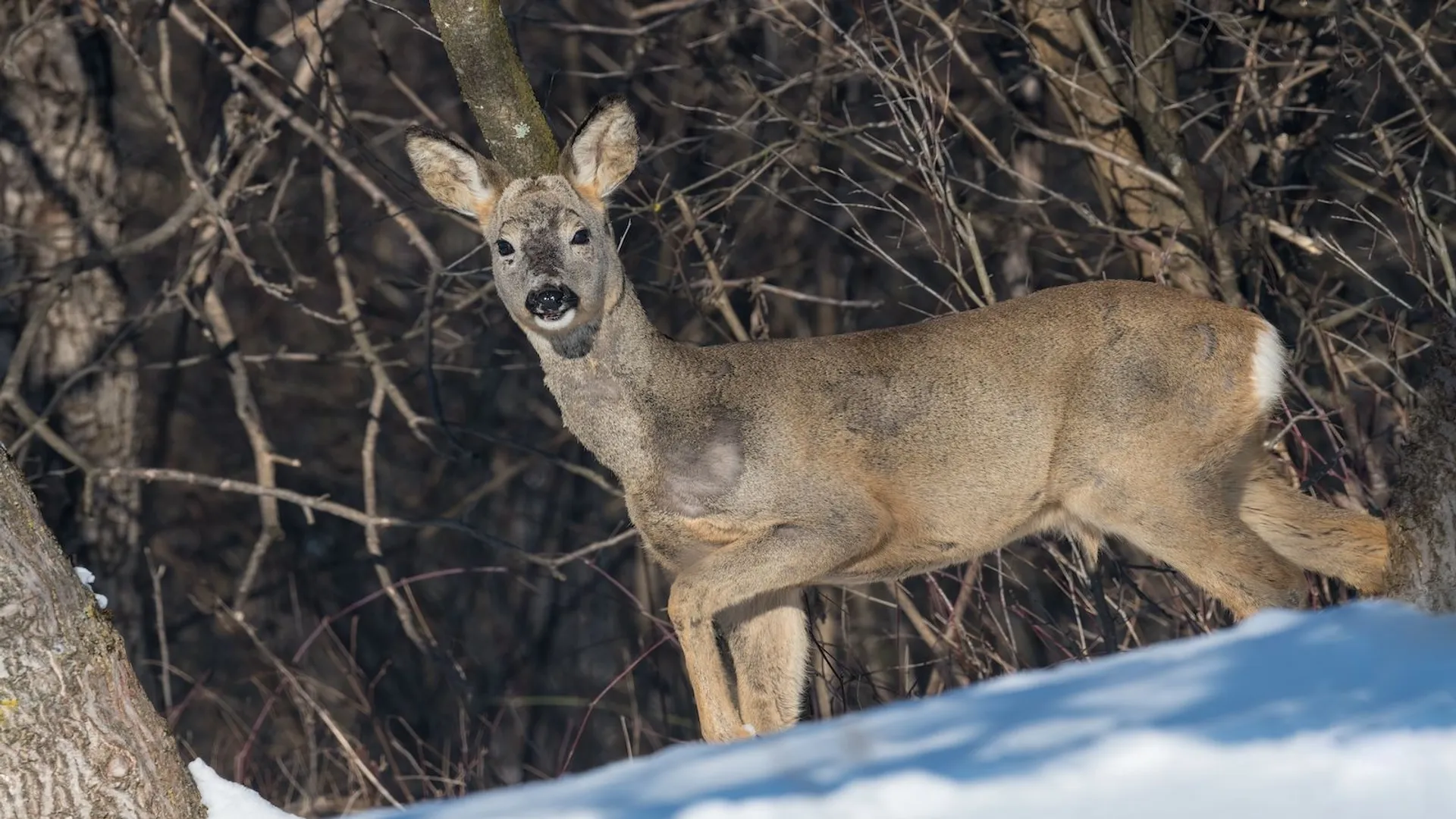 Sarna w centrum Łodzi. Nietypowy gość w Parku Źródliska