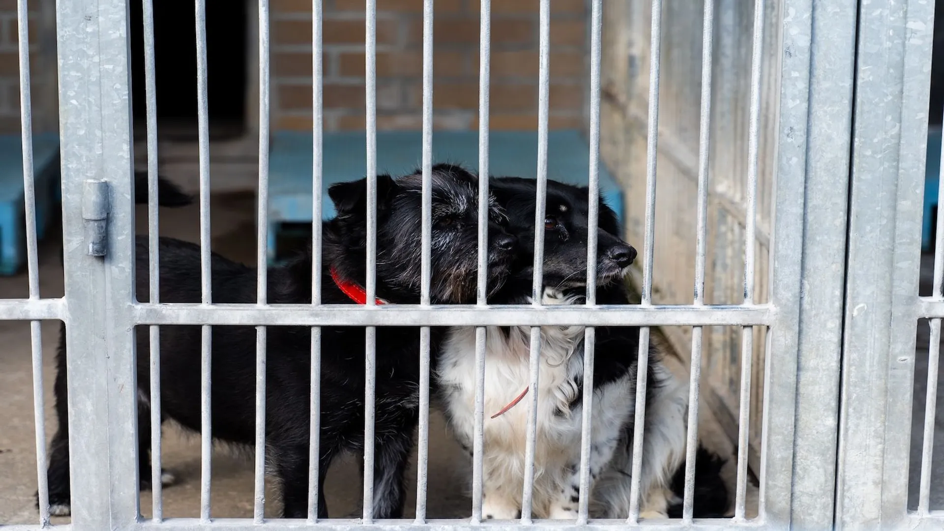 Kontrola NIK w schronisku na Paluchu. Inspektorzy badają skargi i nadzór miasta