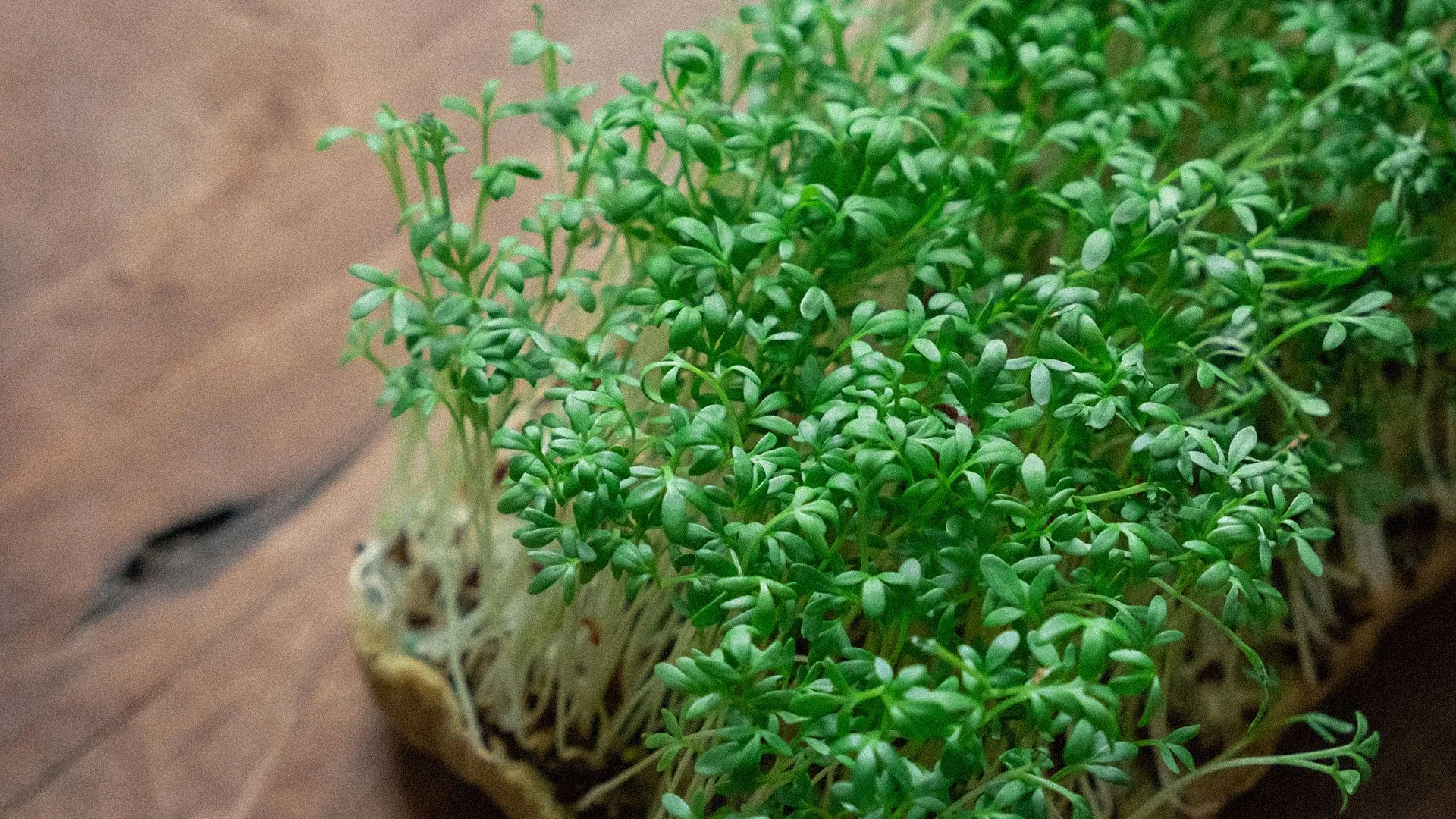 Czy rzeżucha obniża cukier? Właściwości rzeżuchy i zastosowanie w kuchni