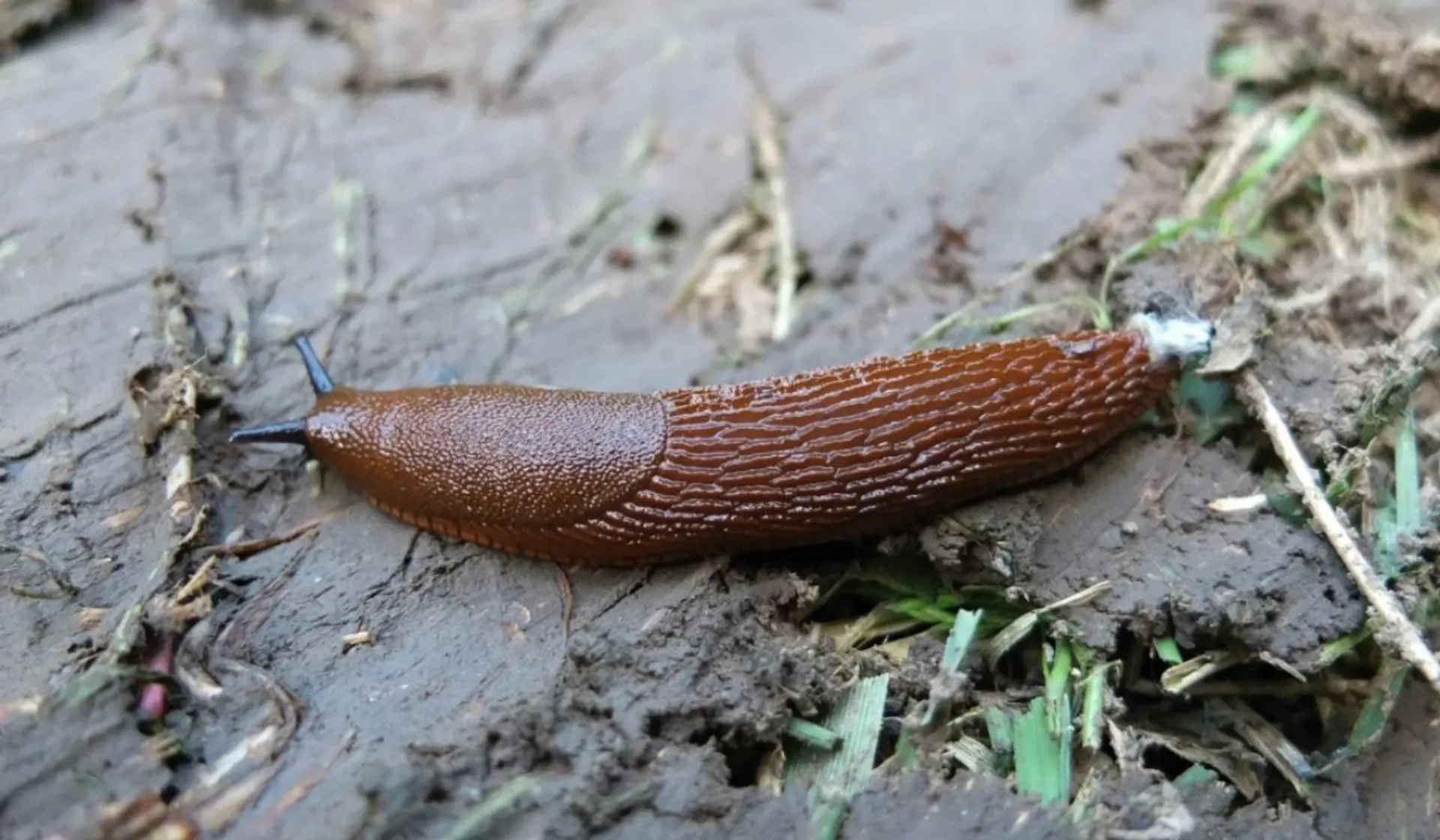 ślimak