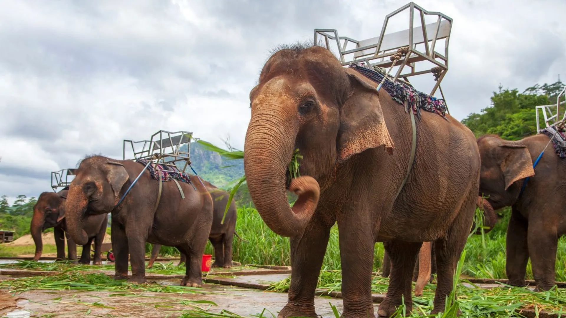 Podróże śladami zwierząt: Mroczna strona turystycznych atrakcji ze słoniami