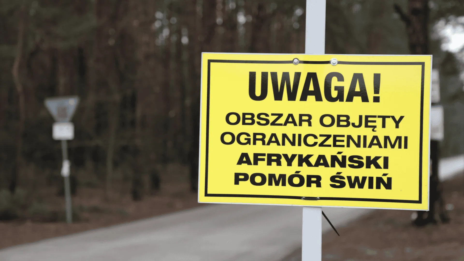 Afrykański pomór świń (ASF)