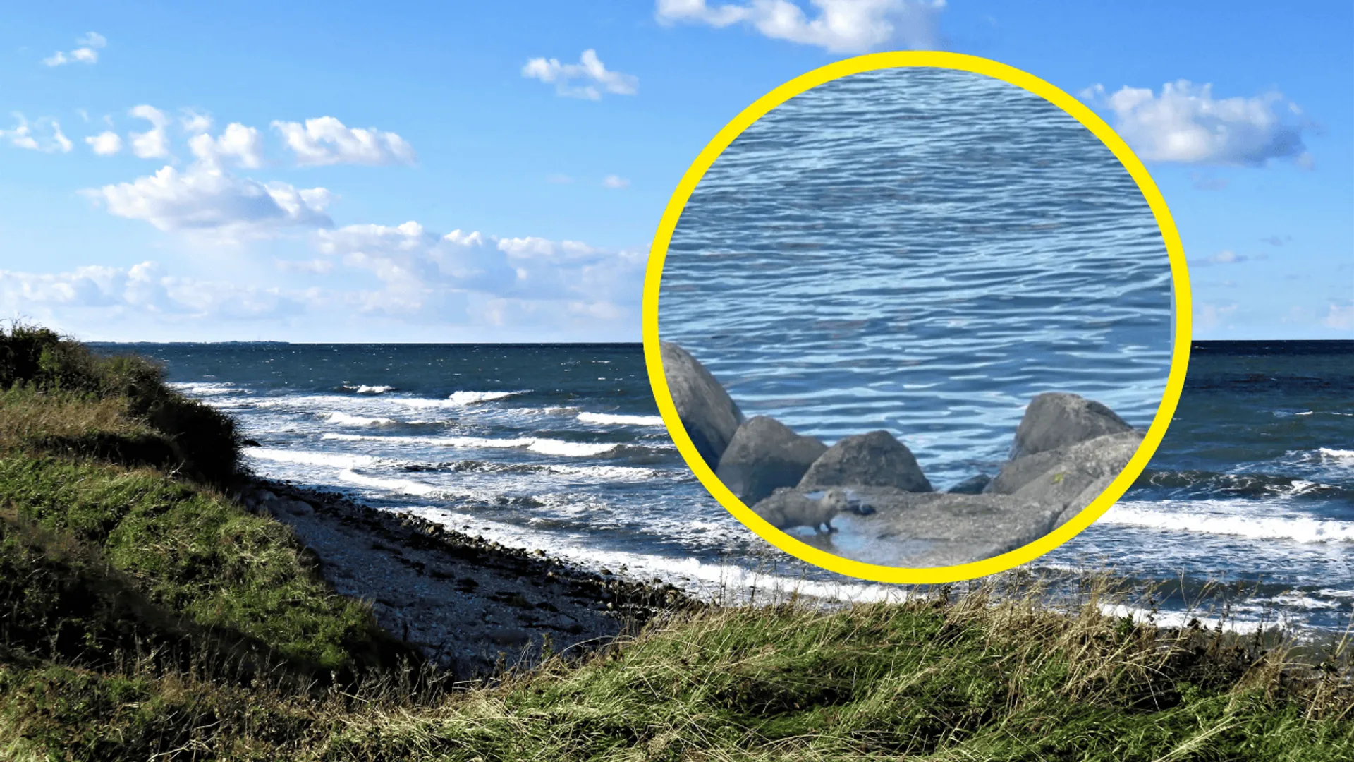 Tajemnicze zwierzę na plaży