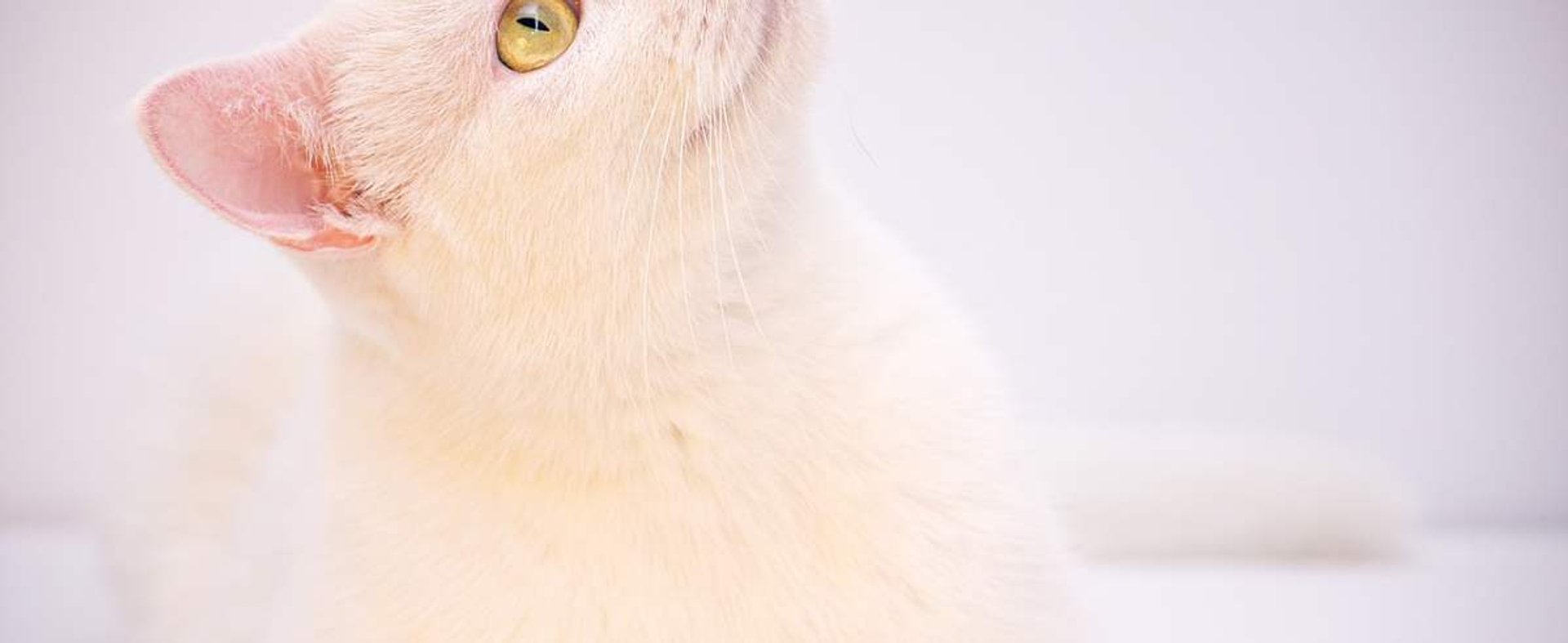 Angora turecka – pełen gracji kot z Turcji