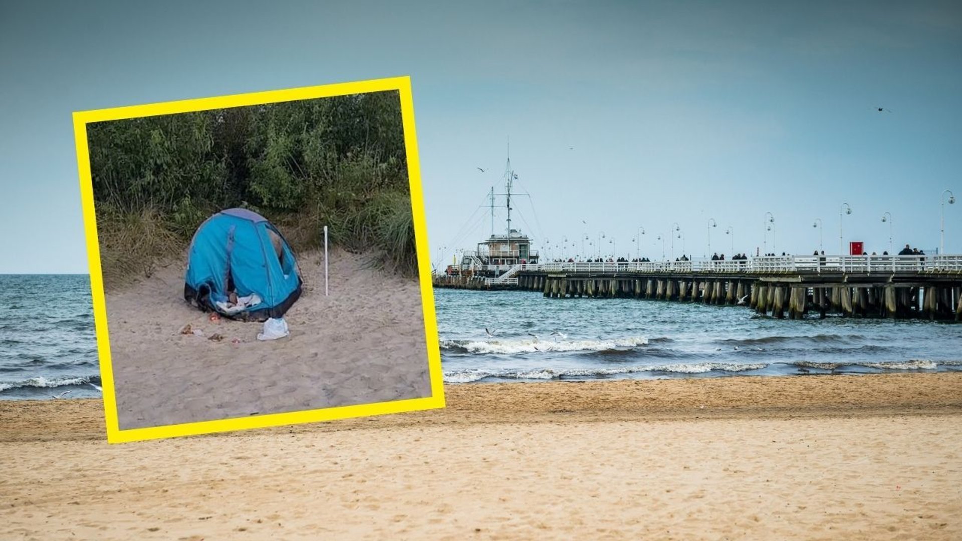 Dzik na plaży w Sopocie