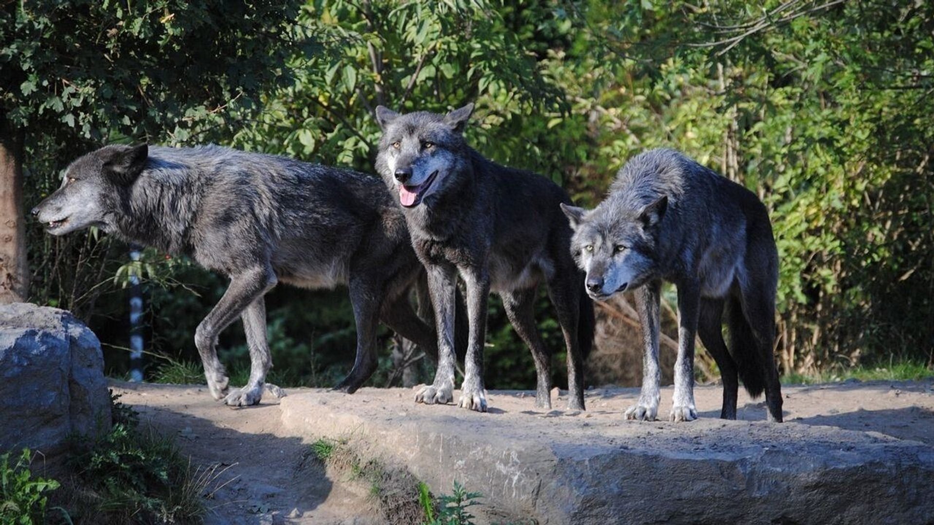 wilki, zwierzęta