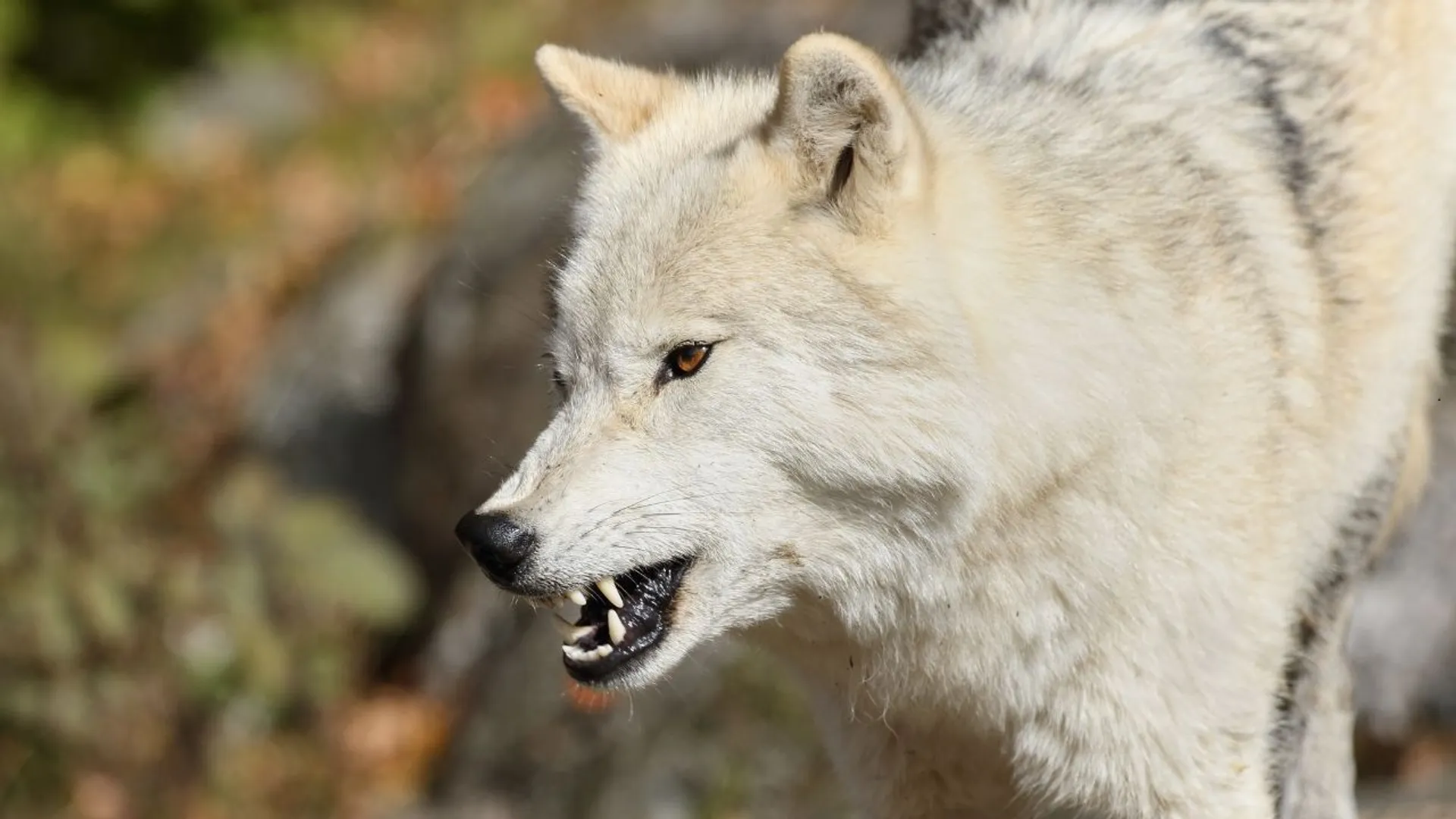 Kobieta zaatakowana przez wilki w zoo. Trwa walka o jej życie