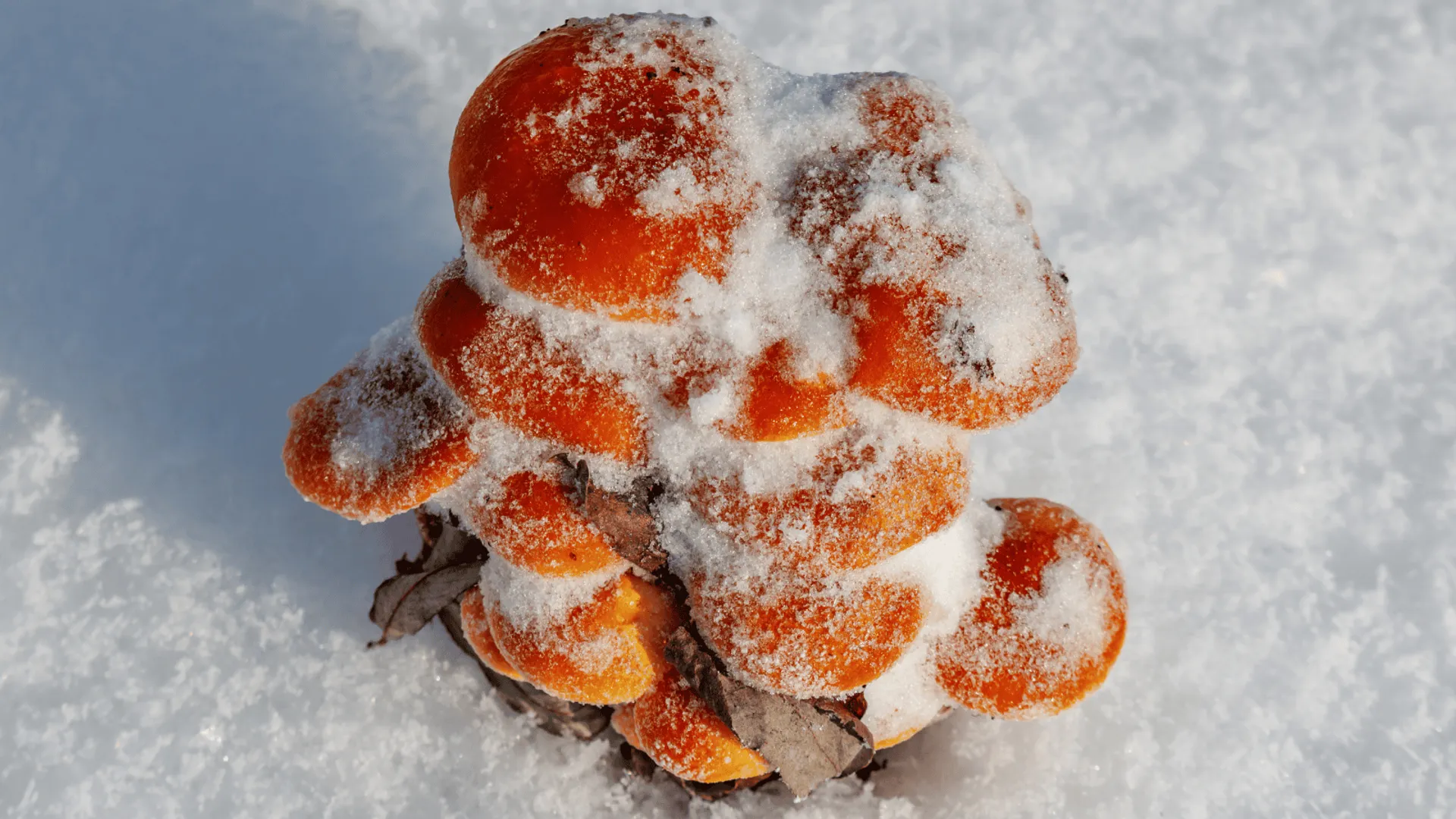 Analiza występowania jadalnych gatunków grzybów w sezonie zimowym w Polsce