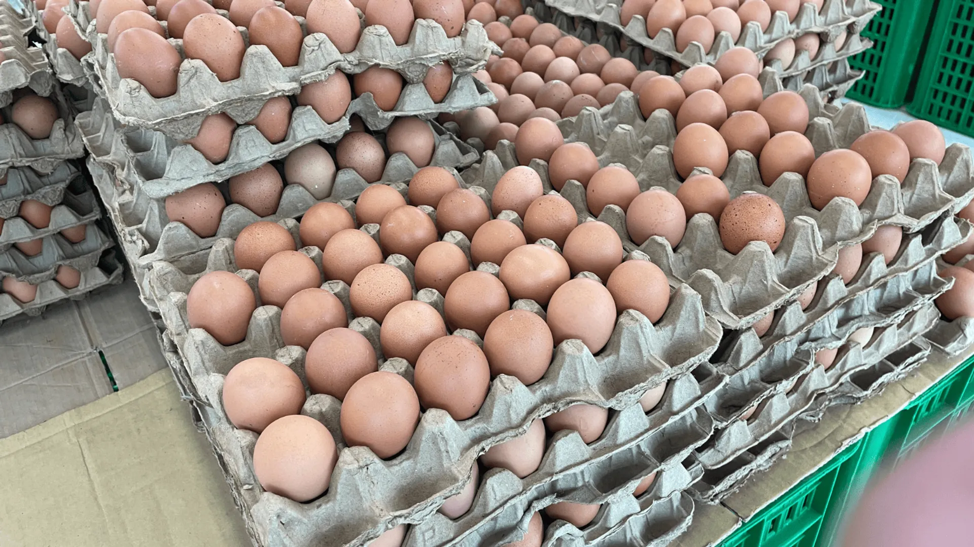 Ostrzeżenie sanitarne: Wykrycie bakterii Salmonella w partii jaj