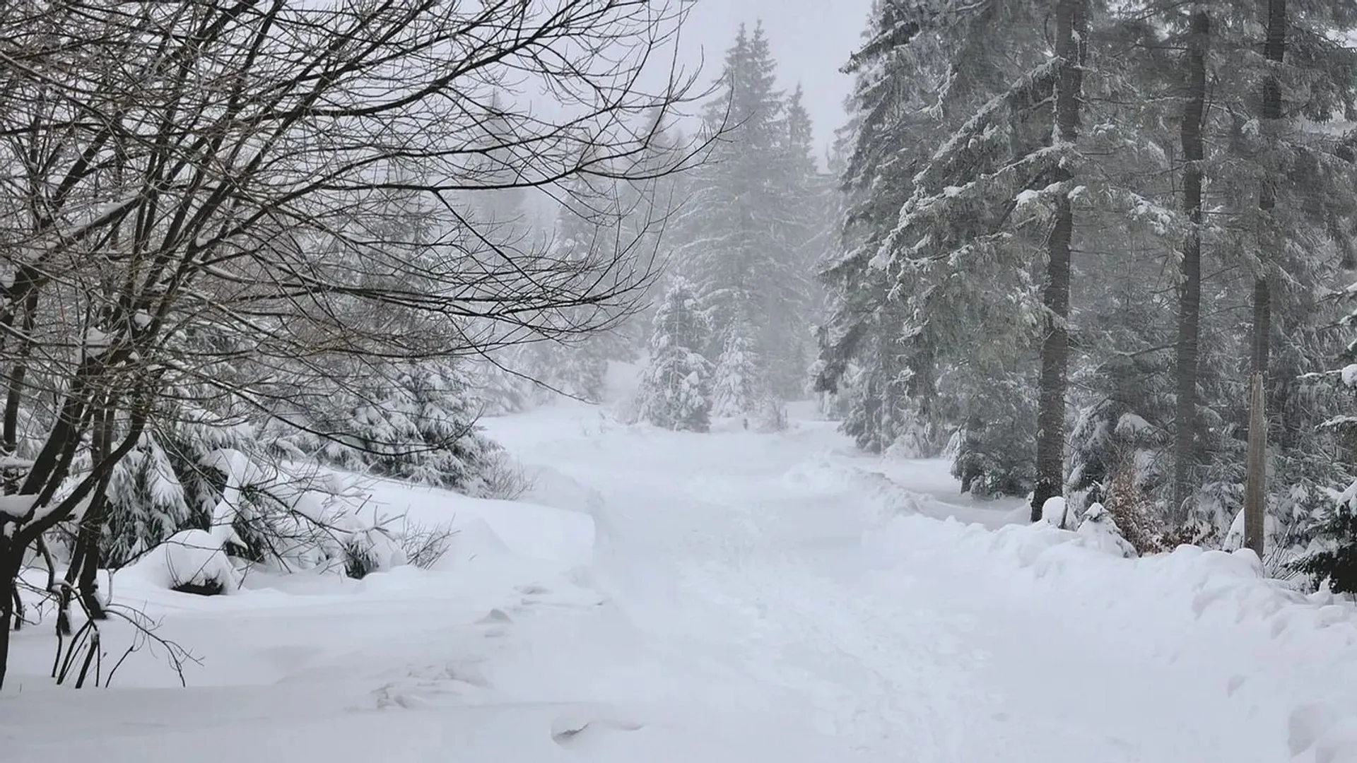pogoda, prognoza pogody