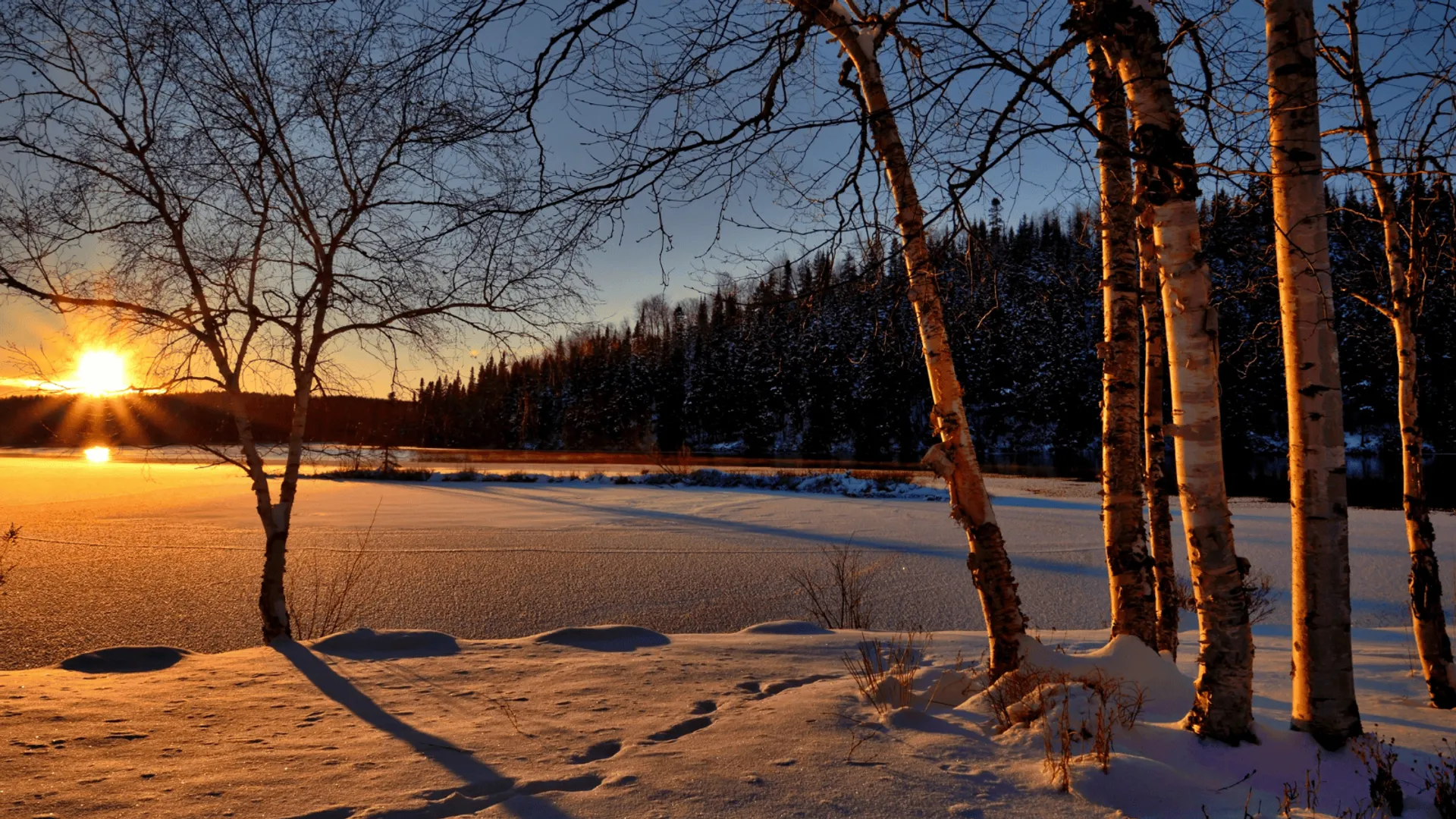 zima, śnieg, drzewa