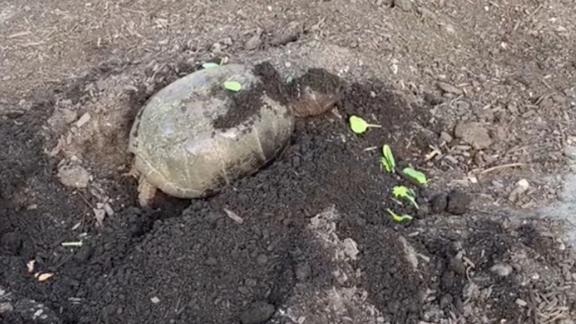 żółw w ogrodzie
