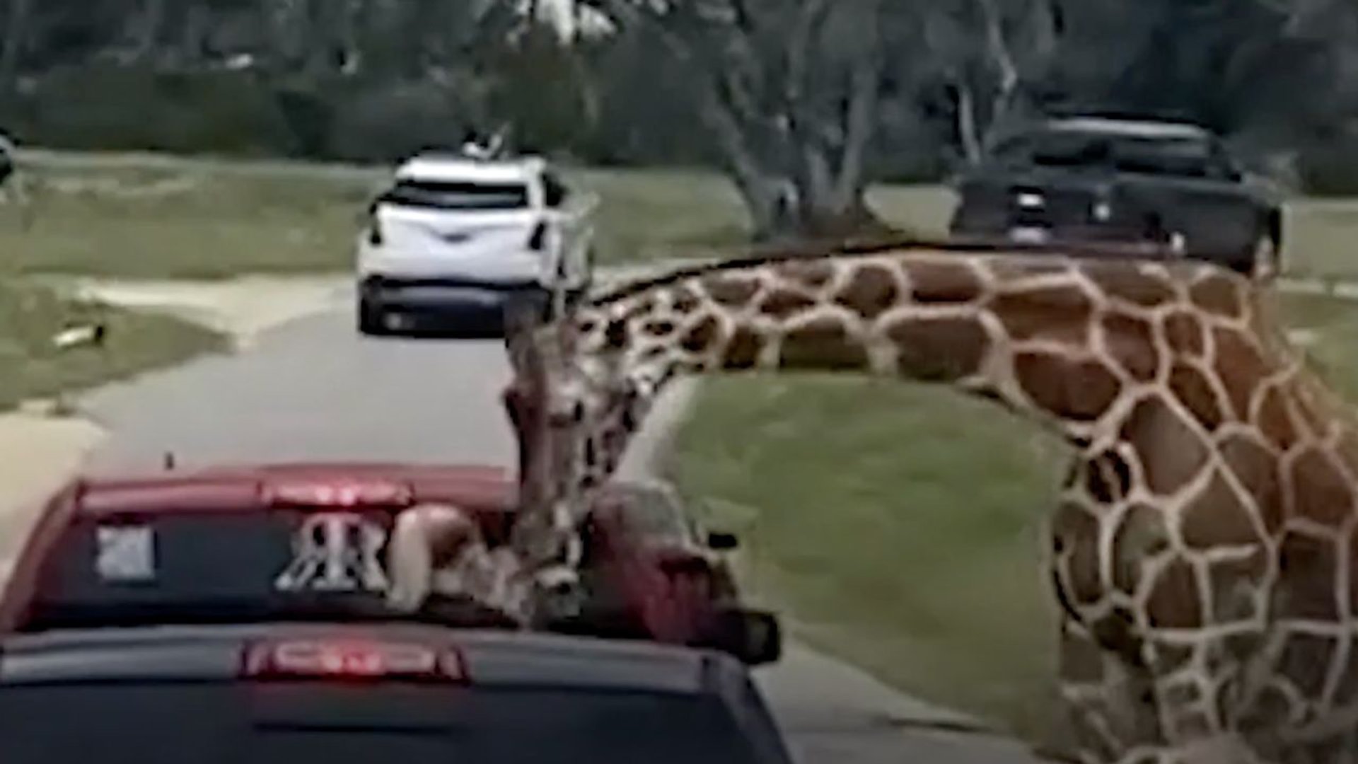 żyrafa w safari Texas