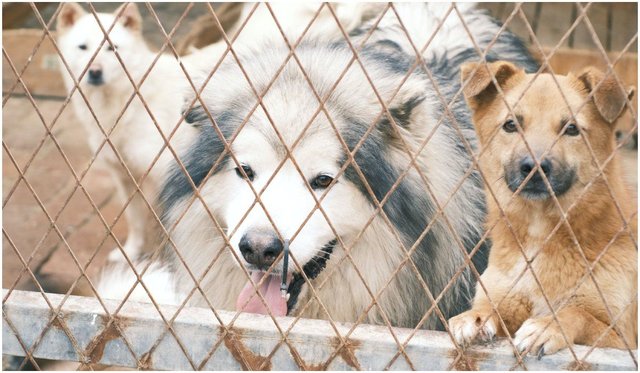 Mój pierwszy pies. Psi trener ujawnia 4 rasy psów, których zakup ...