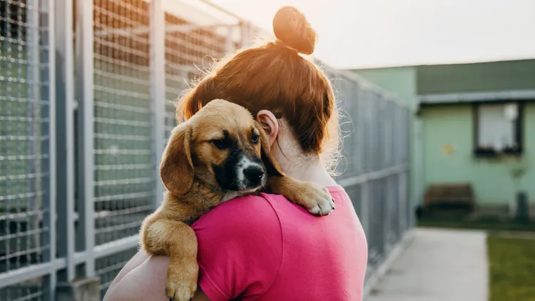 "Becikowe” dla psa? To nie żart. Taki bonus wypłaca gmina za adopcję ze schroniska