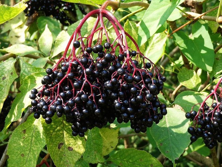 Przepis na domowy syrop do herbaty z owoców czarnego bzu