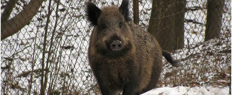 Liczba ognisk rośnie w zastraszającym tempie. Inna pandemia rozwija się za plecami koronawirusa
